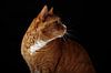 Nieuwsgierige kat van Marcel Runhart thumbnail