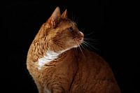 Neugierige Katze