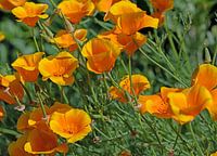 California poppy