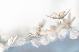 Wood anemones with bokeh