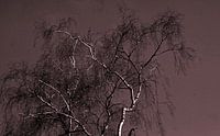 Berken  boom-Birch tree-Arbre du bouleau-Birke-Albero di betulla