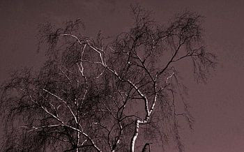 Berken  boom-Birch tree-Arbre du bouleau-Birke-Albero di betulla