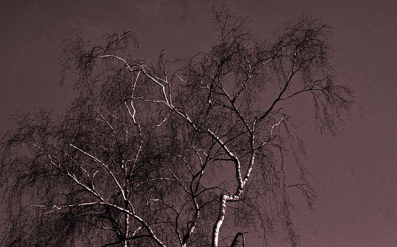 Berken  boom-Birch tree-Arbre du bouleau-Birke-Albero di betulla par aldino marsella