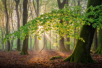 Speulderbos with fog by Arie Heukels Photography