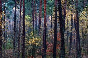 Kleurrijk herfstbos sur Mark Scheper