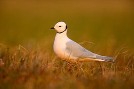 Robe d'été adulte Ross' Gull (Rhodostethia rosea)