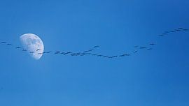 Moon Cranes