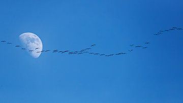 Moon Cranes