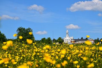 Un champ de fleurs sauvages sur Claude Laprise