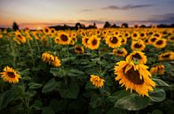 Zonnebloemenveld bij zonsondergang van Sergej Nickel thumbnail