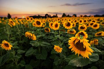 Zonnebloemenveld bij zonsondergang