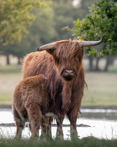 Highlander écossais avec son veau dans la lumière du soir
