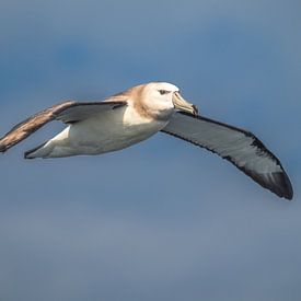 Die Reise des jungen Kitzalbatrosses von Lex van Doorn
