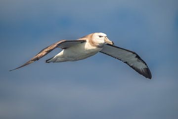 Le voyage du jeune albatros fauve