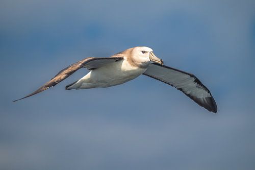 Le voyage du jeune albatros fauve sur Lex van Doorn