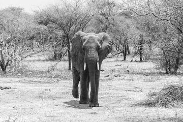 Elephant on walk in the savannah by Mickéle Godderis