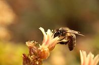 Eine Biene sammelte Nektar und Blütenstaub von Shot it fotografie Miniaturansicht