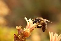 Een bij verzameld nectar en stuifmeel