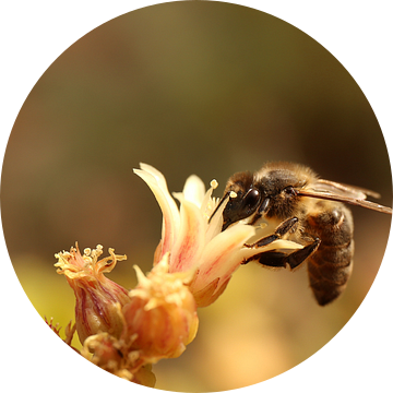 Een bij verzameld nectar en stuifmeel van Shot it fotografie