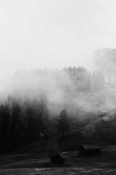 Nebliger grüner Wald von Walljar