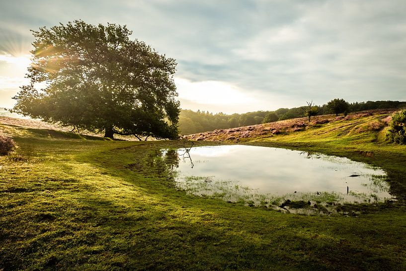 Sunrise Posbank Veluwe by Hans Brasz