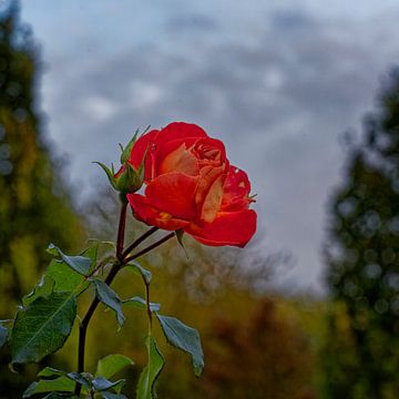 Laat bloeiende roos van KCleBlanc Photography