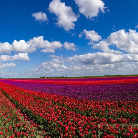 Champs de tulipes en fleurs dans la campagne de Groningue sur Gert Hilbink