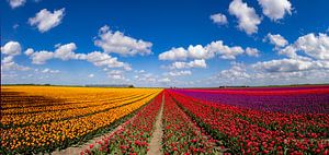 Blühende Tulpenfelder in der Landschaft von Groningen