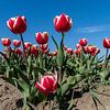 Hollandse tulpenvelden van Jan Poppe