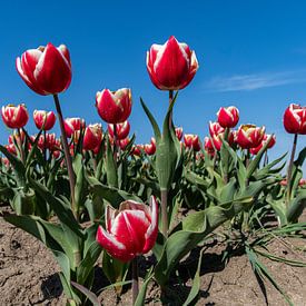 Holländische Tulpenfelder von Jan Poppe