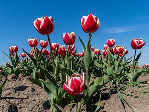 Champs de tulipes hollandais