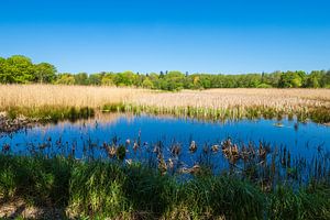 Landschap met vijver en bomen bij Kuchelmiß van Rico Ködder