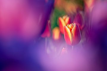 Rot mit gelber Tulpe zwischen violetten Blüten von Fotografiecor .nl