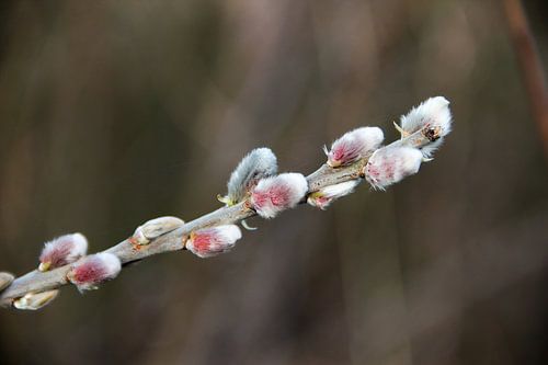 Chatons sur une branche d'arbre