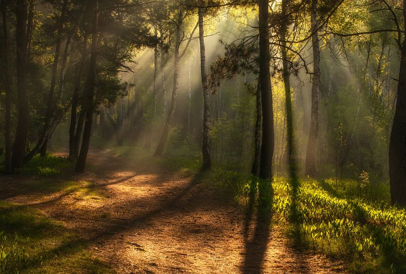 in the sunny forest by Mykhailo Sherman