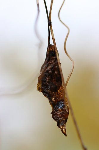 Incarnatie van een vogel