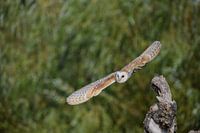 Barn owl