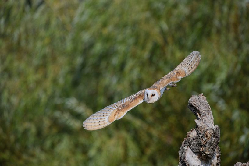Barn owl by Erik Ramaker den Ouden