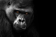 Gorilla by Heiko Lehmann thumbnail