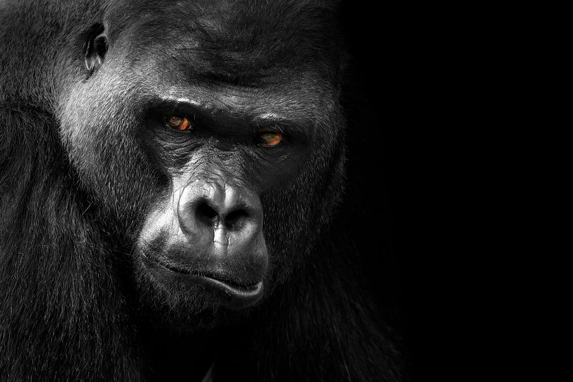 Gorille par Heiko Lehmann