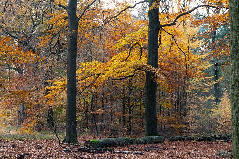 Autumn Toss by Richard Gouw