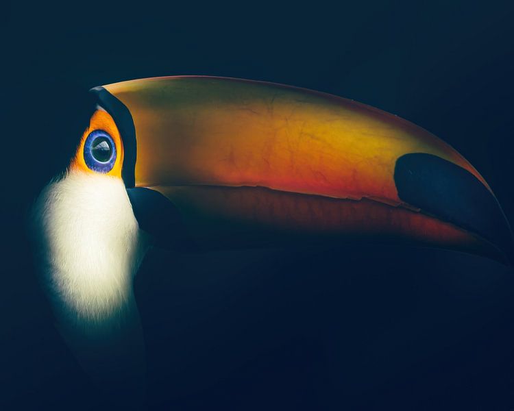 Photo du portrait d'un toucan par ByFoekema Fotografie