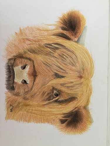 Schotse hooglander / Highlander