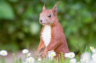 Eichhörnchen von Alena Holtz Miniaturansicht