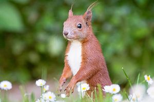 Eichhörnchen