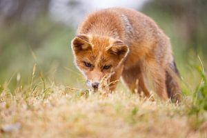 red fox cub von Pim Leijen