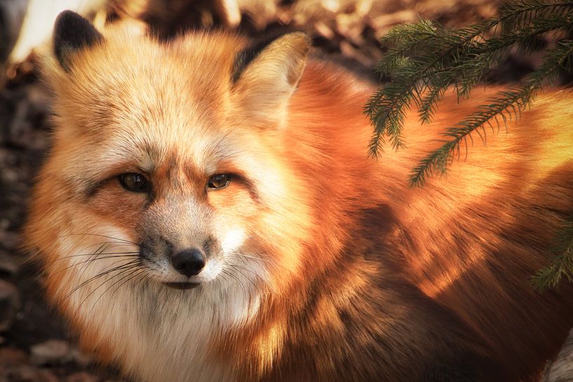 Fox par Holger Debek