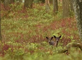 Junger Damhirsch auf der Veluwe von Erwin Teijgeler