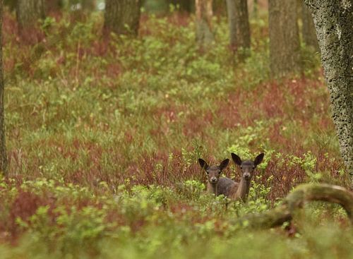 Young fallow deer on the Veluwe
