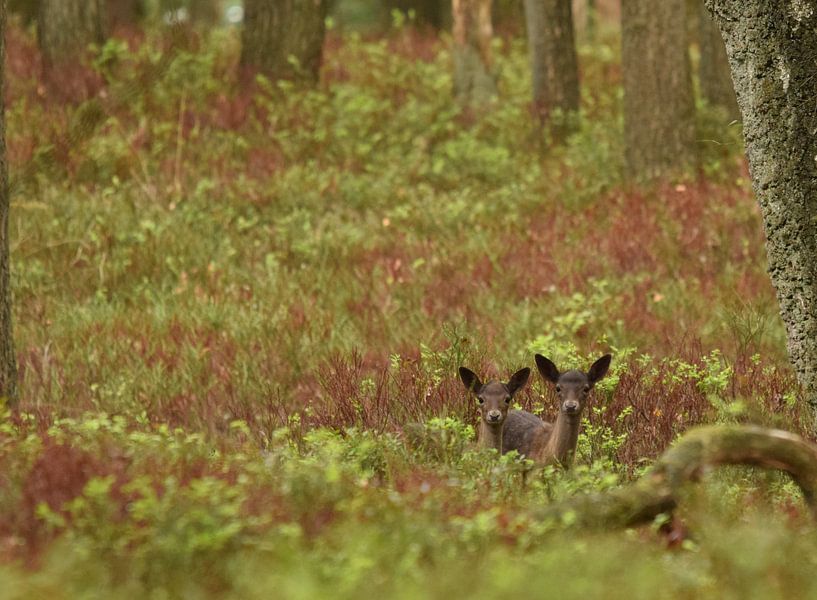 Young fallow deer on the Veluwe by Erwin Teijgeler